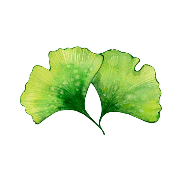 leaves of ginkgo biloba - Фото, зображення