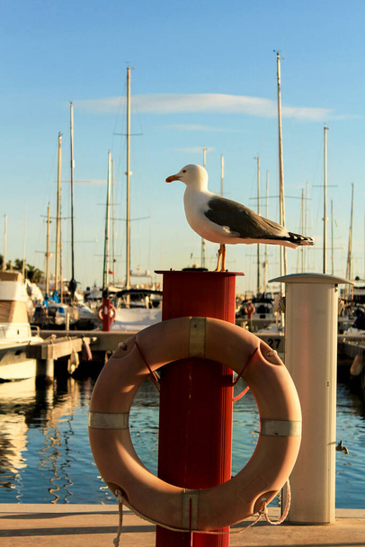 Seagull sunbathing on the waterfront in a sunny day - Photo, Image