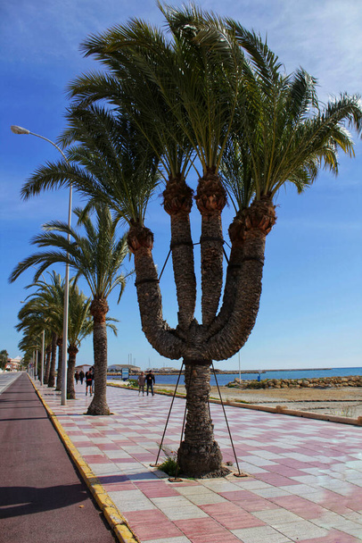 Чудова п'ятиручна пальма на набережній Санта-Пола, Аліканте. - Фото, зображення