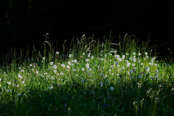 Floración primaveral en un claro entre los bosques de los Alpes italianos - Foto, imagen
