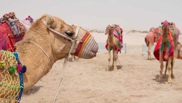 Kamelit koristeltu perinteinen puku käytetään ottaa turisti ratsastaa Sea Line rannalla Qatarissa. Valikoiva painopiste - Valokuva, kuva