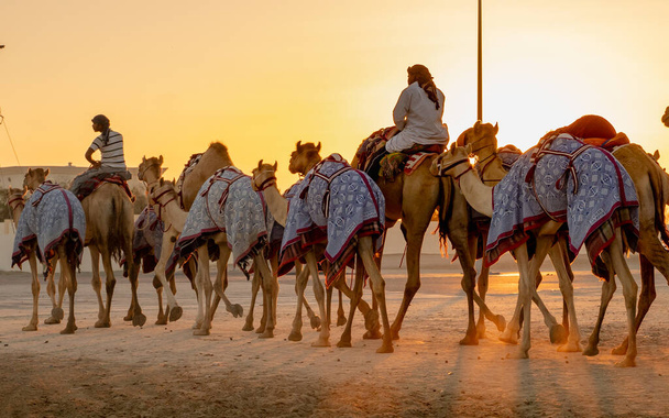 Ash-Shahaniyah, Katar - 21 marca 2021: Dżokejowie zabierają wielbłądy na spacer po torze wyścigowym wielbłądów. Skupienie selektywne - Zdjęcie, obraz