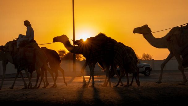 Ash-Shahaniyah, Katar - 21. März 2021: Jockeys, die mit den Kamelen auf den Kamelrennbahnen spazieren gehen. Selektiver Fokus - Foto, Bild