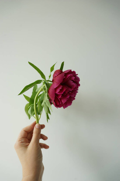 Female hand holding a red peony - Photo, Image