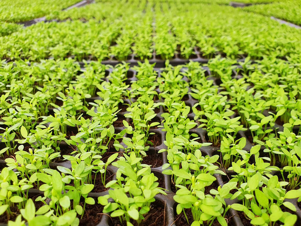 Großaufnahme von Salatgemüseplantage in einem Gewächshaus in einem Biobauernhof. Gesunde Ernährung. - Foto, Bild