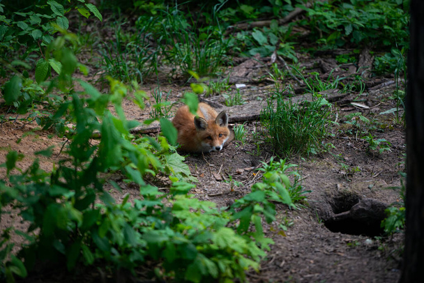 The red fox (vulpes vulpes) lies in the sand in the forest among green trees on green grass. Portrait of a baby boy. View directly in the camera. - Foto, Imagen