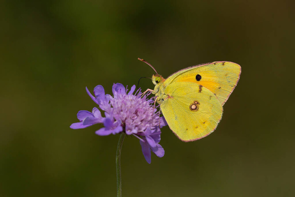 Yellow Glory butterfly on the plant - Colias crocea - Photo, Image