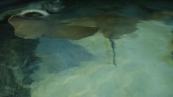 Stingrays nuota in acquario - Filmati, video