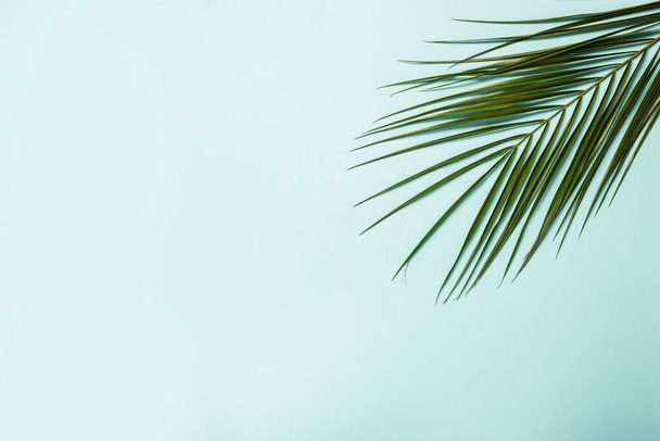 Tak van een palmboom op een lichtblauwe achtergrond. Zomer behang. Een spandoek. Vlakke lay, bovenaanzicht. - Foto, afbeelding