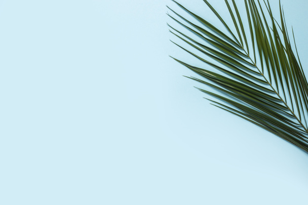Açık mavi arka planda bir palmiye dalı. Pankart. Düz yatış, üst görünüm. - Fotoğraf, Görsel