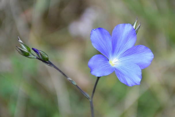 Linum narbonense blue flower in sunny day. Solitary plant in mountain and dry areas. - Photo, Image