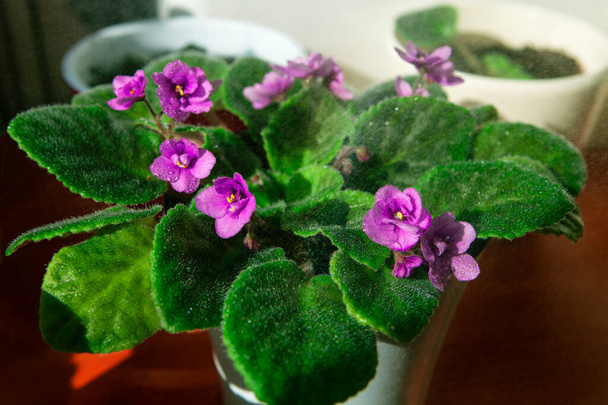 Magenta African Violet Plant with magenta blooms to brighten up the room . One of the most popular flowering house plant - Photo, Image
