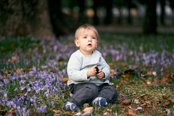 Здивована дитина, відкриваючи рот, сидить на лузі серед квітучих крокусів і зеленої трави, тримаючи в руках ялиновий конус
 - Фото, зображення