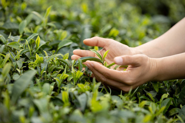 Hands protecting tea leaves in spring - Foto, immagini