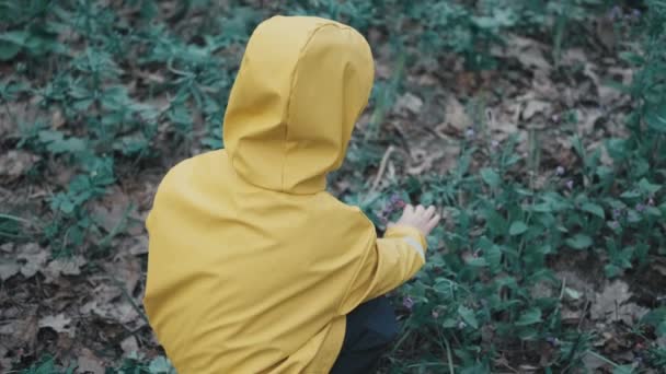 Kind in gele regenjas met kap verzamelt blauwe bloemen in het voorjaar in het bos - Video