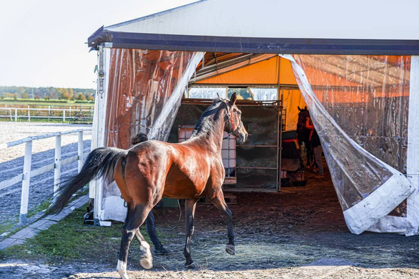 horse on the farm, equestrian and jockey work - Фото, зображення