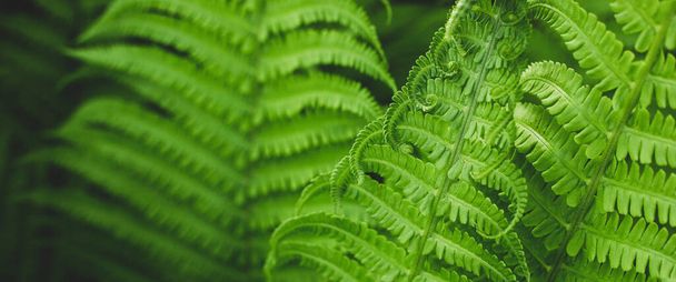 Forest fern in sunlight after rain. Can be used as background or wallpaper. Banner. - Foto, immagini