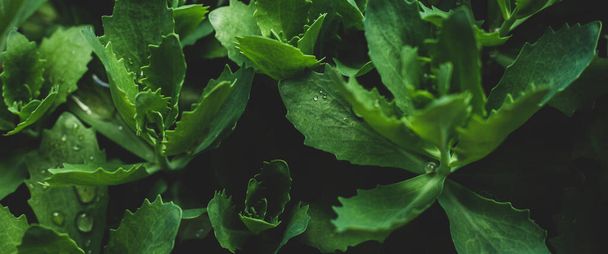 Green leaf texture. Leaf texture background. Banner. Flat lay, top view. - 写真・画像