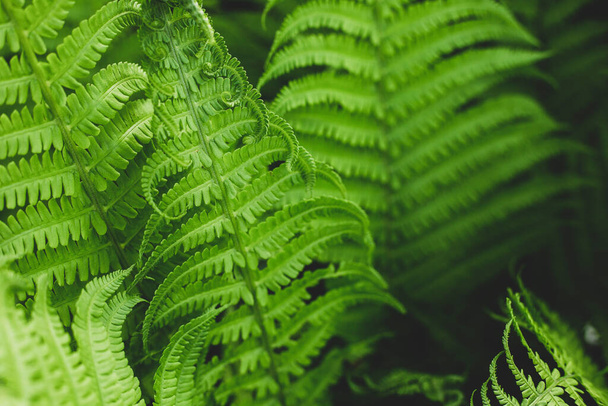Forest fern in sunlight after rain. Can be used as background or wallpaper. Banner. - Photo, Image