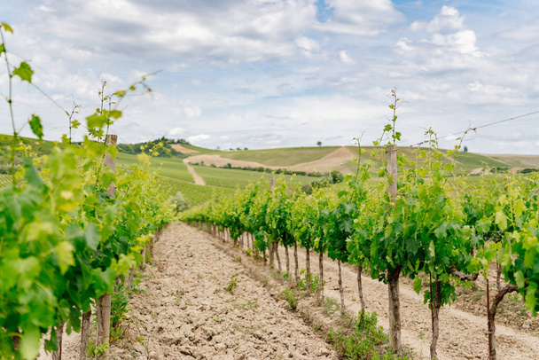 Чианті, Тоскана. Виноградники і хмарне блакитне небо. Італія  - Фото, зображення
