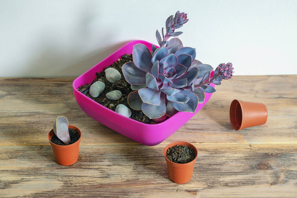 Home hobby. Sempervivum (Pacific Blue Ice,  Hens and Chicks ) succulent in flower pot  on rustic table. Copy space - Photo, Image