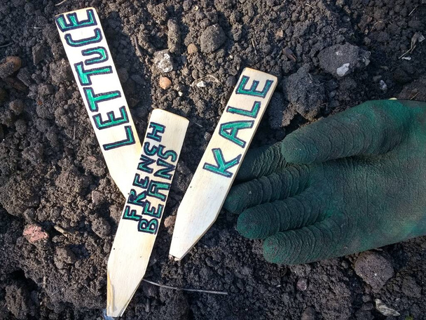 Close up of Hand crafted plant labels wood markers for organic English vegetable allotment garden raised beds to identify home grown kale, lettuce, French beans, on brown ground soil, earth dug for planting with green glove flat lay view  - Valokuva, kuva