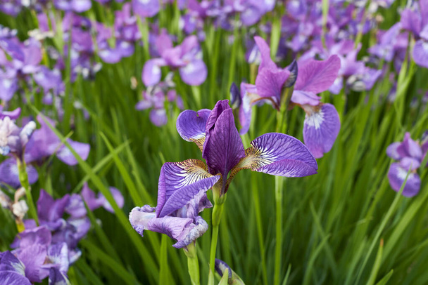 paarse blauwe bloemen van Iris sibirica plant - Foto, afbeelding