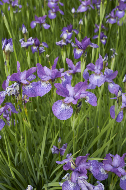 paarse blauwe bloemen van Iris sibirica plant - Foto, afbeelding