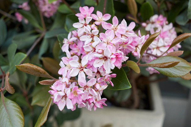 pink inflorescence of Rhaphiolepis indica shrub - Photo, Image