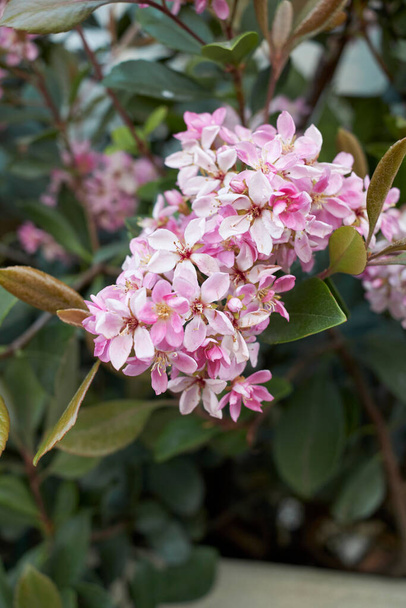 pink inflorescence of Rhaphiolepis indica shrub - Valokuva, kuva