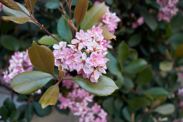 розовое соцветие Rhaphiolepis indica shrub - Фото, изображение