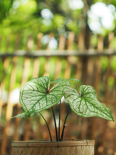 caladium bicolore feuilles beuatyful en pot prêt pour la décoration dans le jardin - Photo, image