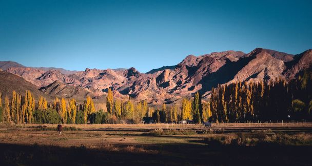 Caballos en un campo de pastoreo junto a la Cordillera de los Andes en el Valle de Uspallata, provincia de Mendoza, Argentina. - Foto, Imagen
