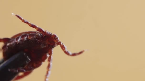 Dangerous ixodes mite is hold by special silver tool and moving fast its legs in macro view - Filmati, video