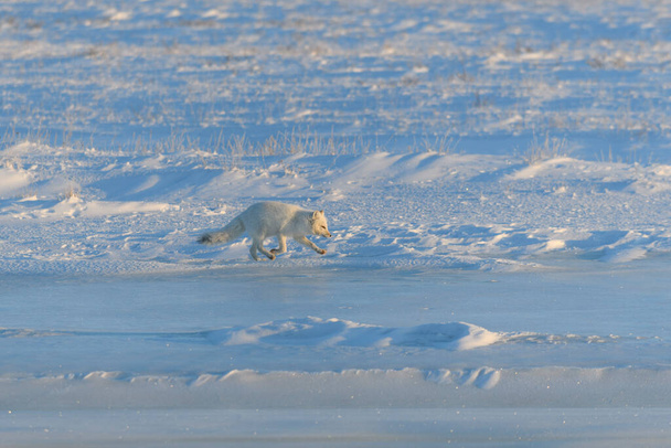 Arctic fox in winter time in Siberian tundra - Photo, Image