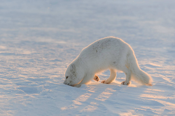 Polarfuchs (Vulpes Lagopus) in der wilden Tundra bei Sonnenuntergang. Goldene Stunde. - Foto, Bild