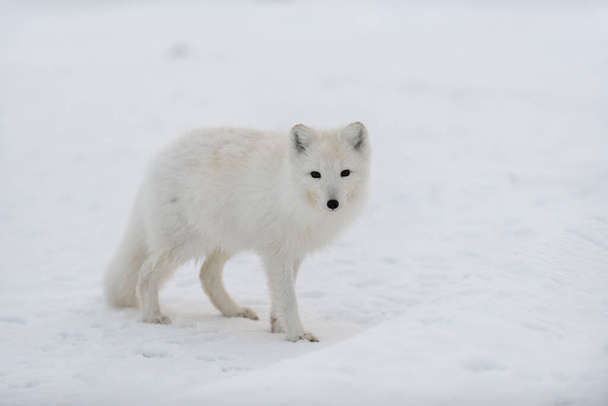 Арктична лисиця в зимовий час у тундрі Сибіру. - Фото, зображення