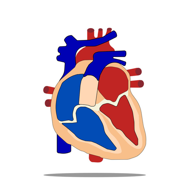 Heart 3D colored vector image for human body awareness and cardiac education. - Vector, afbeelding