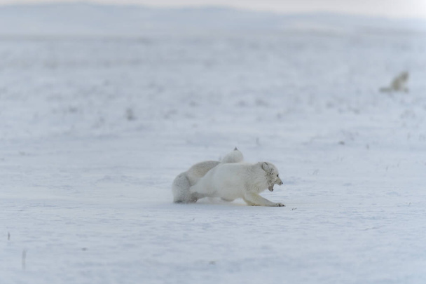 Wild arctic foxes fighting in tundra in winter time. White arctic fox aggressive. - Photo, Image