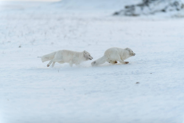 Wild arctic foxes fighting in tundra in winter time. White arctic fox aggressive. - Photo, Image