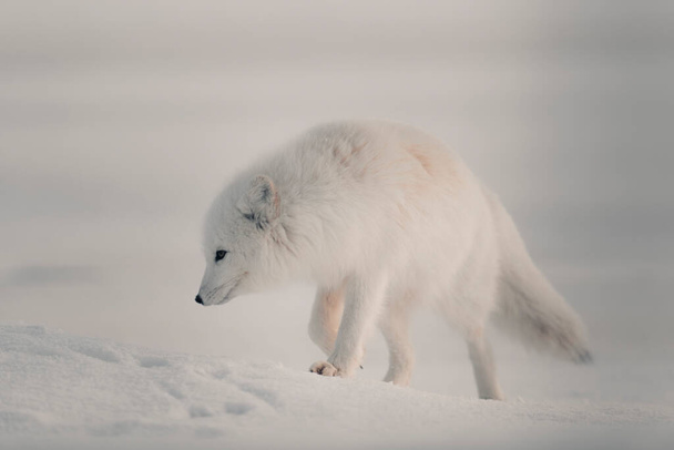 Wild arctic fox (Vulpes Lagopus) in tundra in winter time. White arctic fox. - Photo, Image