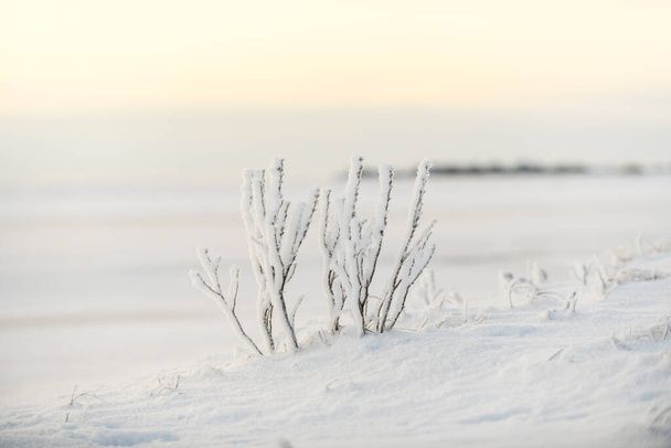 Paysage arctique en hiver. Herbe avec glace et neige dans la toundra. Coucher de soleil. - Photo, image