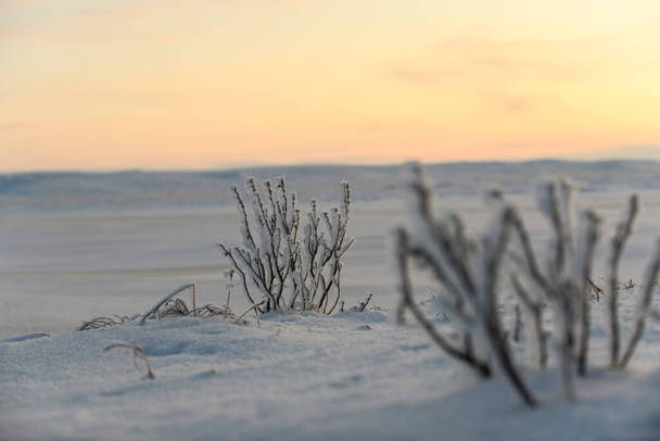 Sarkvidéki táj télen. Fű jéggel és hóval Tundrában. Naplemente. - Fotó, kép
