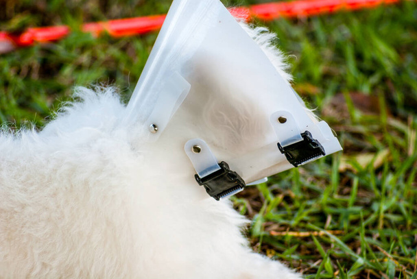 Perro blanco con collar isabelino - Foto, Imagen