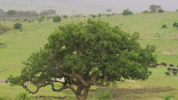 Groene bomen in de savanne - Video