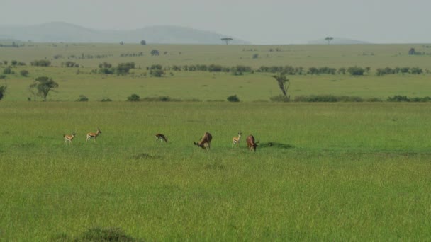 Thomson 's gazellen en Topi antilopen - Video