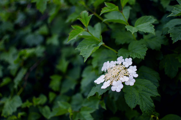 Viburnum kukka valkoisia kukkia ja sitten punaisia marjoja pensaat lääketeetä - Valokuva, kuva