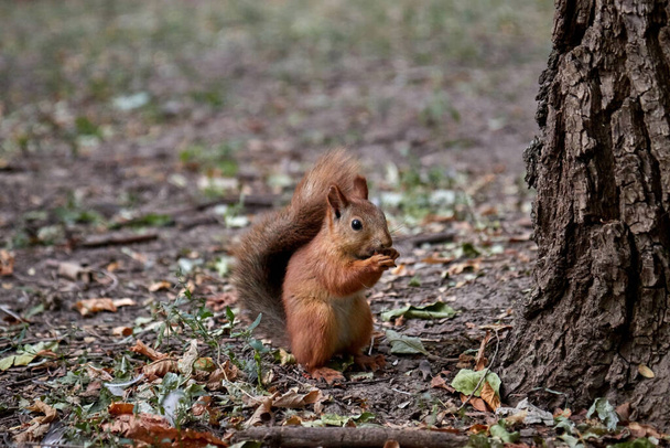 wiewiórka poszukuje orzechów i je w lesie na ziemi, puszysty ogon, jesień, opadłe liście - Zdjęcie, obraz