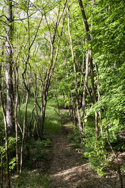 Hiking trailin in forest in Deliblatska Pescara - Zdjęcie, obraz