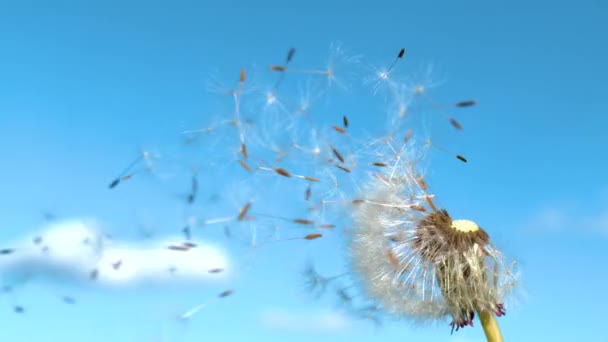 Narin beyaz karahindiba çiçeği tohumları açık mavi gökyüzünde uçar gider.. - Video, Çekim
